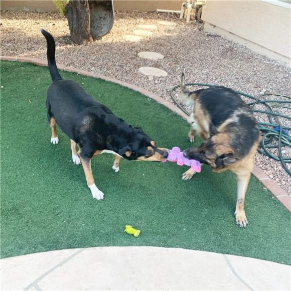 5 Pack Plush Toys Assortment Value Bundle Puppy Pet Mutt Squeak Toy for Dogs - Picture 2 of 6